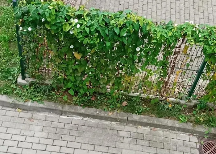 Apartament Pepe 40 Mkw Szczecin